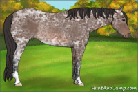 Horse Color:Bay Ice Rabicano 