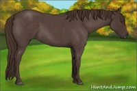 Horse Color:Liver Red Roan 