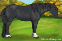 Horse Color:Black Tobiano 