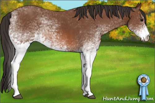 Horse Color: White Spotted Bay 