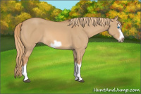 Horse Color:Red Dun Splash Frame