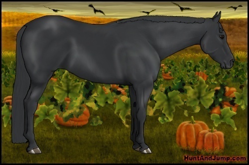 Horse Color: Black 