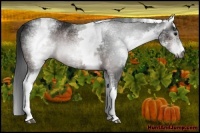 Horse Color:Gray White Spotted Brown