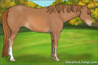 Horse Color:Chestnut 