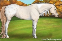 Horse Color:Gold Champagne Roan Dun Splash Tobiano Frame Blanket Rabicano 