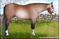 Horse Color:Gray Bay Splash 