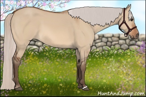 Horse Color:Silver Bay Dun