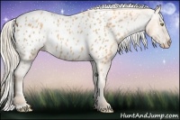 Horse Color:Gold Champagne Appaloosa 
