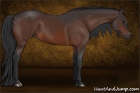 Horse Color:Bay Sabino 
