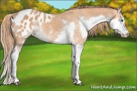 Horse Color:Chestnut Sabino Splash Blanket 