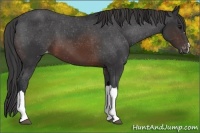 Horse Color:Brown Appaloosa 