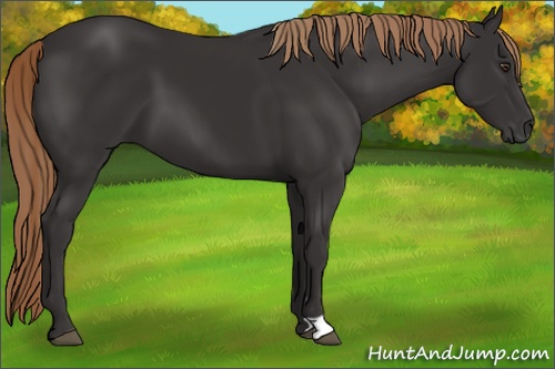 Horse Color: Liver Chestnut 