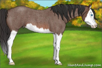 Horse Color:Bay Roan Splash
