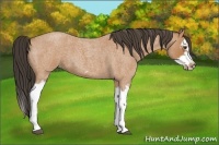 Horse Color:Bay Roan Splash Frame 