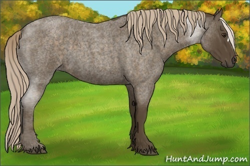 Horse Color: Chocolate Palomino Roan 
