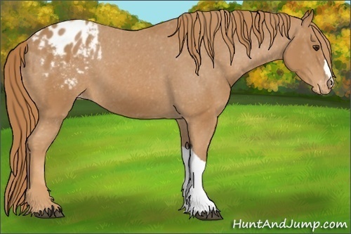 Horse Color:Unknown 