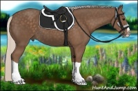 Horse Color:Silver Black Splash