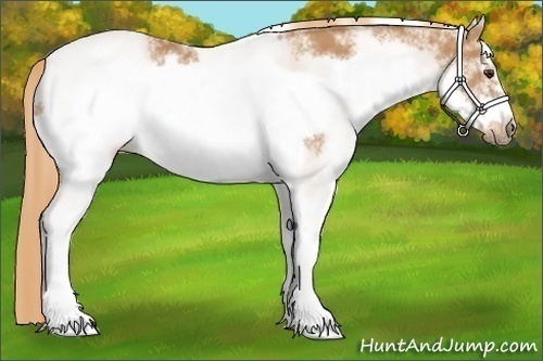 Horse Color:White Spotted Chestnut Frame 