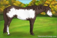 Horse Color:Liver Chestnut Frame 