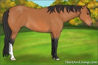 Horse Color:Unknown 