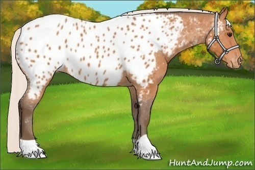 Horse Color:Silver Bay Appaloosa 