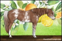 Horse Color:White Spotted Chestnut 