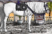 Horse Color:White Spotted Bay Dun Splash 