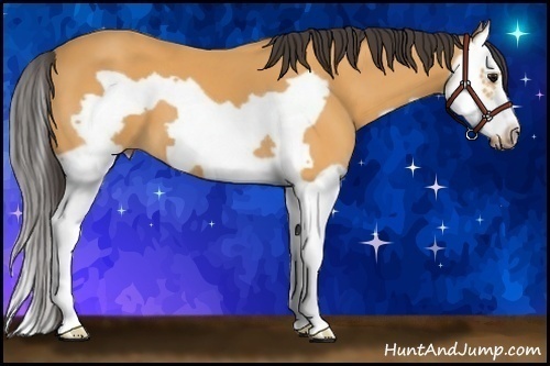 Horse Color:Buckskin Splash Frame 