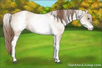 Horse Color:White Spotted Red Dun 