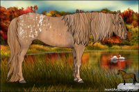 Horse Color:Chestnut Appaloosa  Brindle