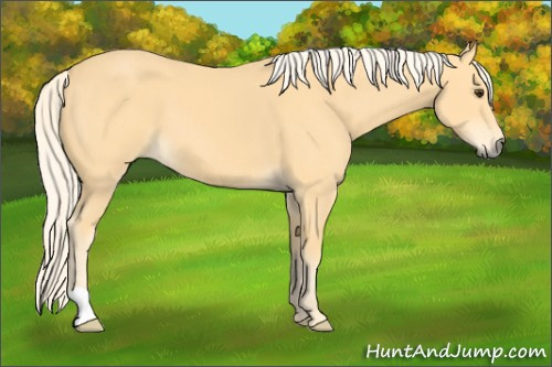 Horse Color: Palomino 
