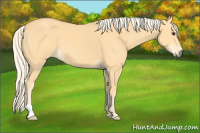 Horse Color:Palomino