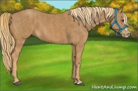 Horse Color:Chestnut Splash Frame Brindle