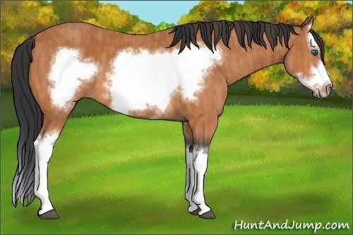 Horse Color: Bay Splash Frame  Brindle