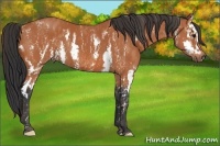 Horse Color:Bay Splash Frame  Brindle