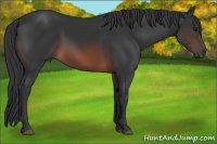 Horse Color:Brown Rabicano