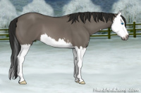 Horse Color:Gray Grullo Sabino Splash 