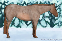 Horse Color:Red Roan 