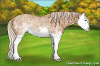 Horse Color:White Spotted Chestnut Splash Rabicano 