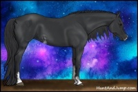 Horse Color:Black Sabino 