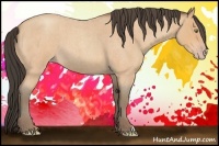 Horse Color:Amber Champagne Roan 