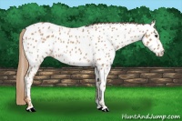 Horse Color:Red Roan Appaloosa 