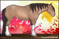 Horse Color:Sable Champagne 