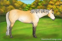 Horse Color:Gray Silver Buckskin 