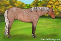 Horse Color:Silver Bay Roan 