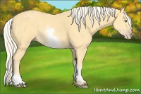 Horse Color:White Spotted Gold Cream Champagne