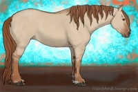 Horse Color:Red Dun 