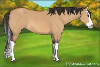 Horse Color:Bay Dun Splash 