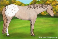Horse Color:Red Roan Appaloosa 