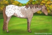 Horse Color:Red Roan Appaloosa 